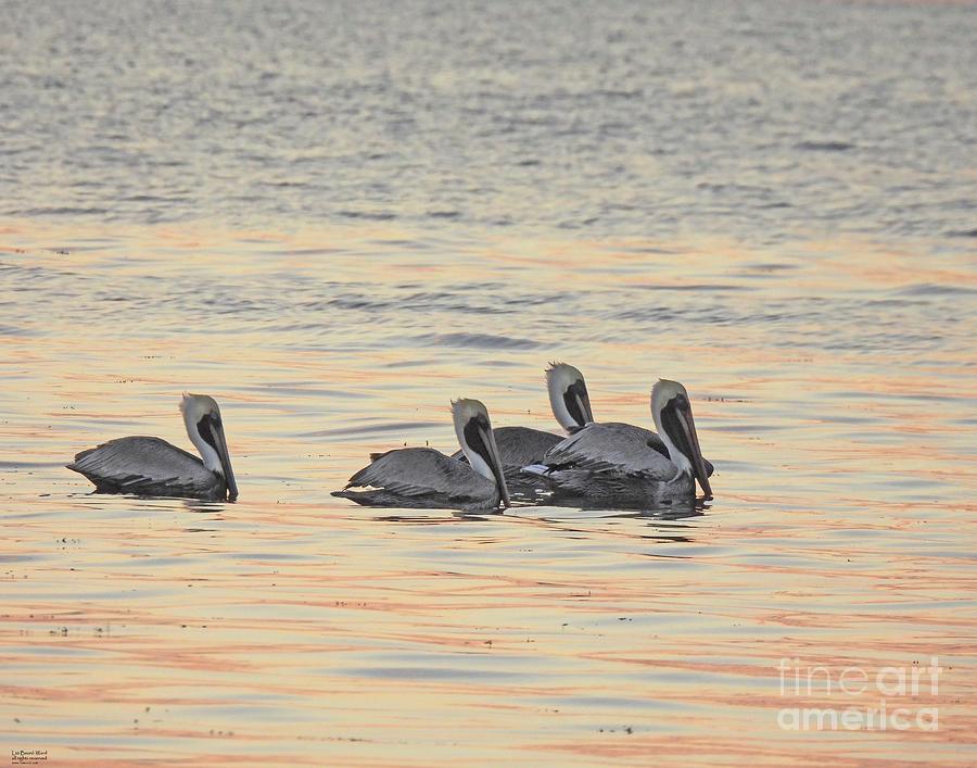 fl107 Pelicans at Dawn Photograph by Lizi Beard-Ward