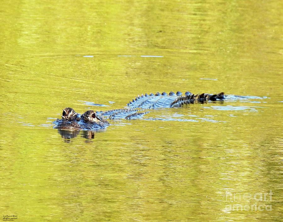 fl130 Alligator Blue Hole Refuge Photograph by Lizi Beard-Ward