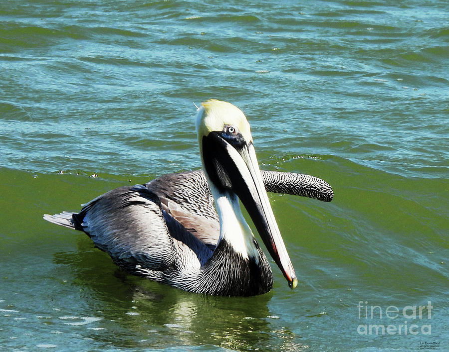 fl159 Pelican 10k Island Tour Photograph by Lizi Beard-Ward