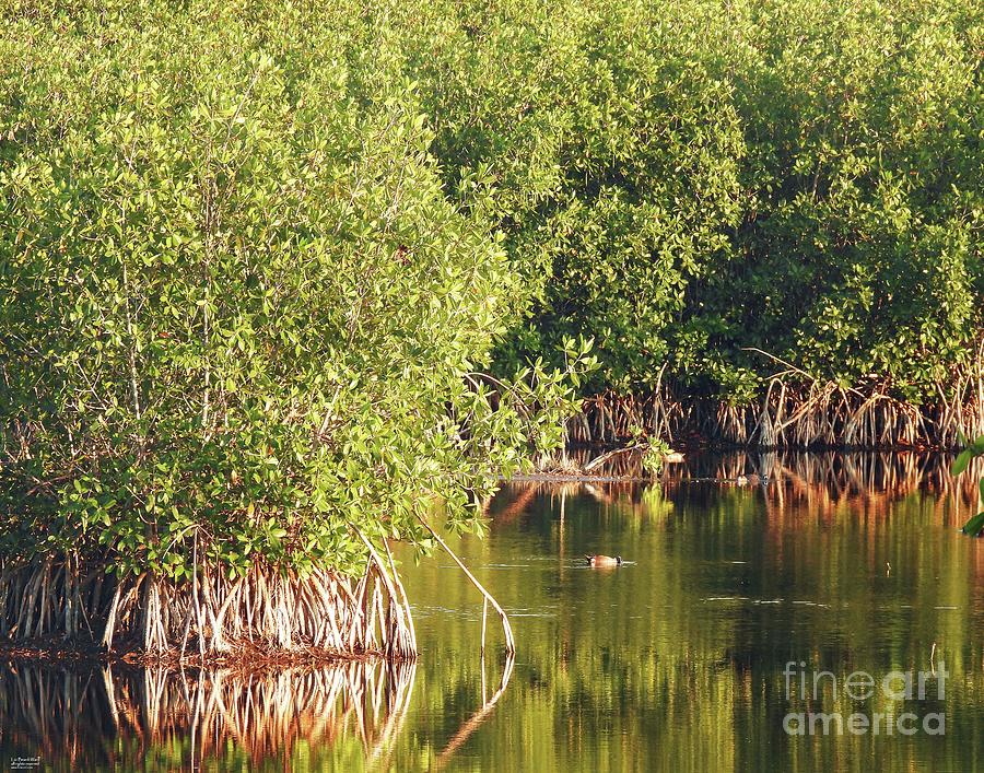 fl203 Marsh trail Mango trees Photograph by Lizi Beard-Ward