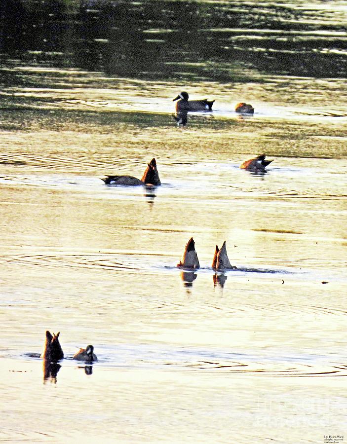 fl219 Marsh Ducks Photograph by Lizi Beard-Ward