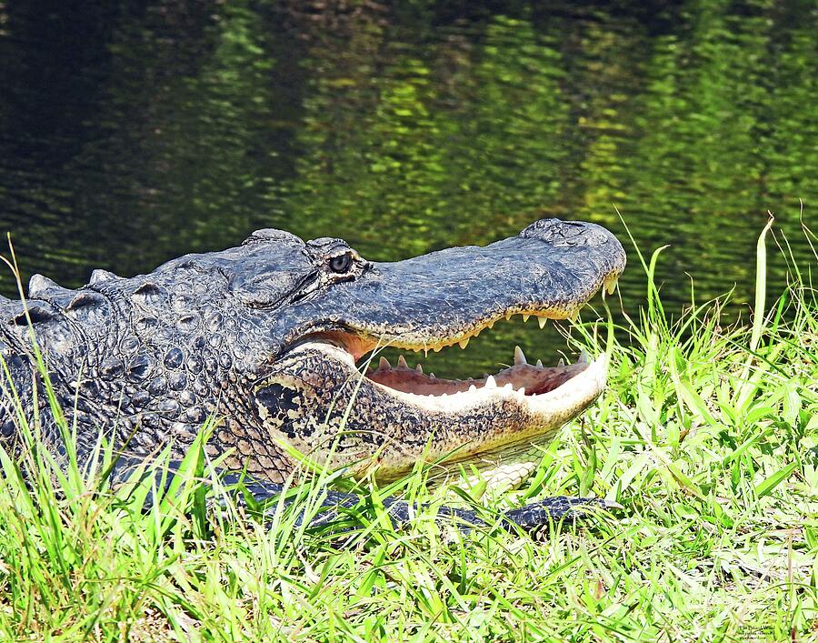 fl291 Alligator  Photograph by Lizi Beard-Ward