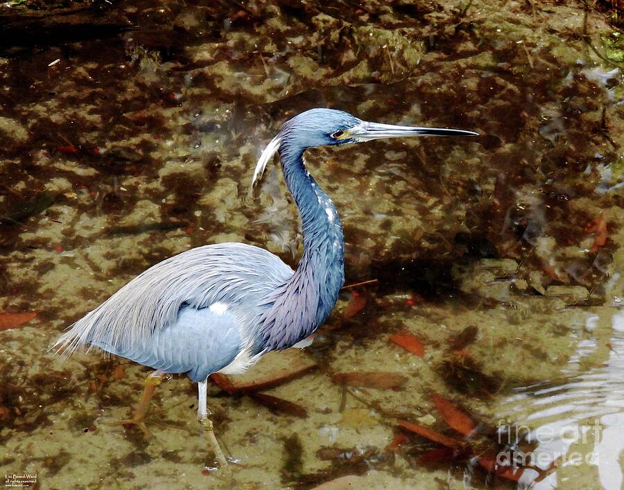fl310 Blue Heron Photograph by Lizi Beard-Ward