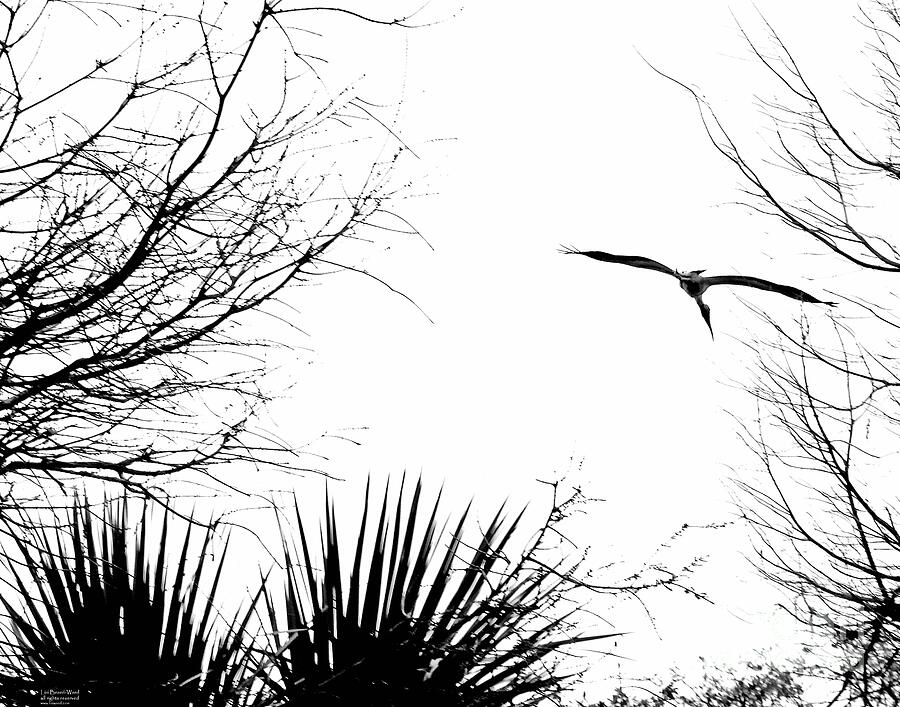 fl328 White Ibis Photograph by Lizi Beard-Ward