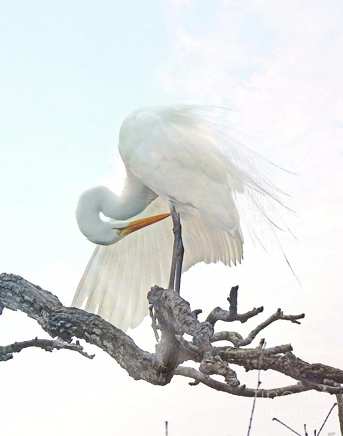 fl336  Gorgeous Great Egret Photograph by Lizi Beard-Ward