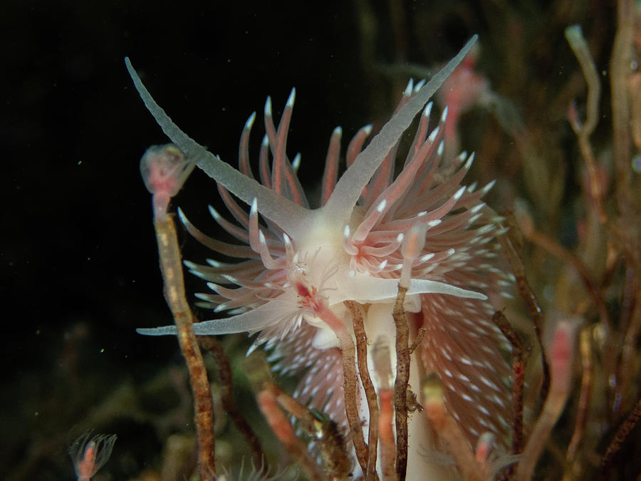 Flabellina verilli amongst the hydroids Photograph by Brian Weber