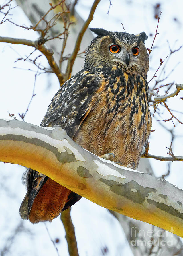 Flaco the Eurasian Eagle Owl Photograph by Brian Harnick - Fine Art America