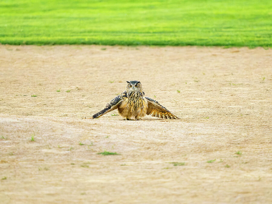 Flaco the Eurasian Eagle-Owl taking a dust bath Photograph by ...