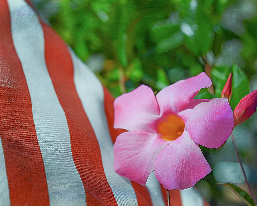 Flag an flower Photograph by Cordia Murphy