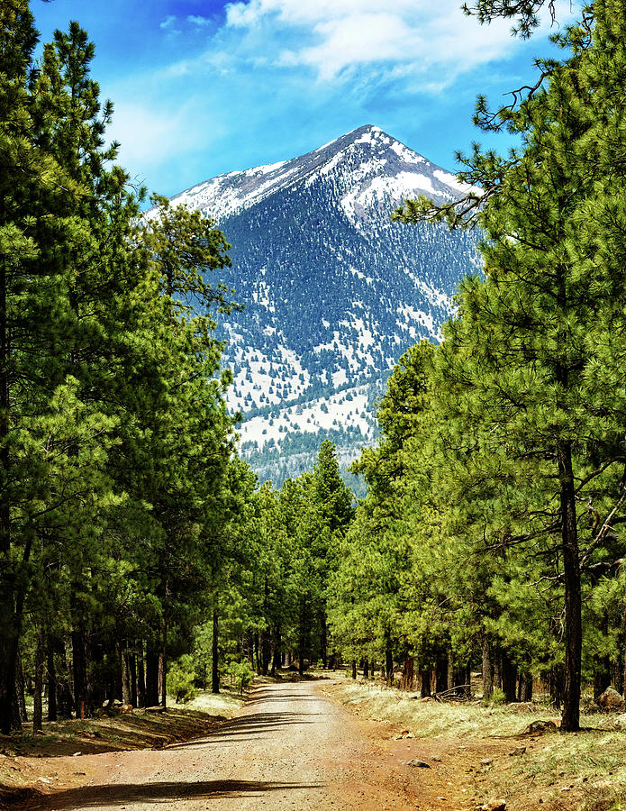 Tree Photograph - Flagstaff Arizona Road to Mountains by Good Focused
