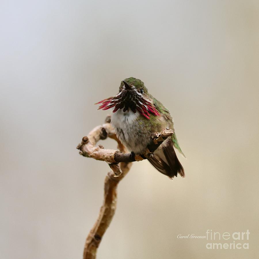 Flared Feathers - Calliope Hummingbird Photograph by Carol Groenen