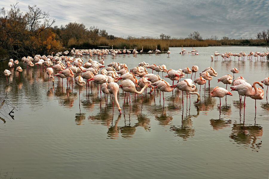 Flamboyance of Flamingos Photograph by Sue Cullumber