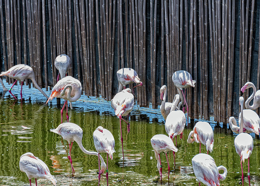 Flamingo Photograph - Flamboyant by Camille Lopez
