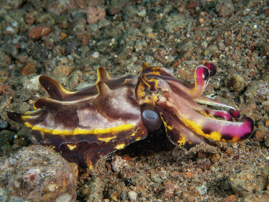 Flamboyant Cuttlefish Photograph by Brian Weber