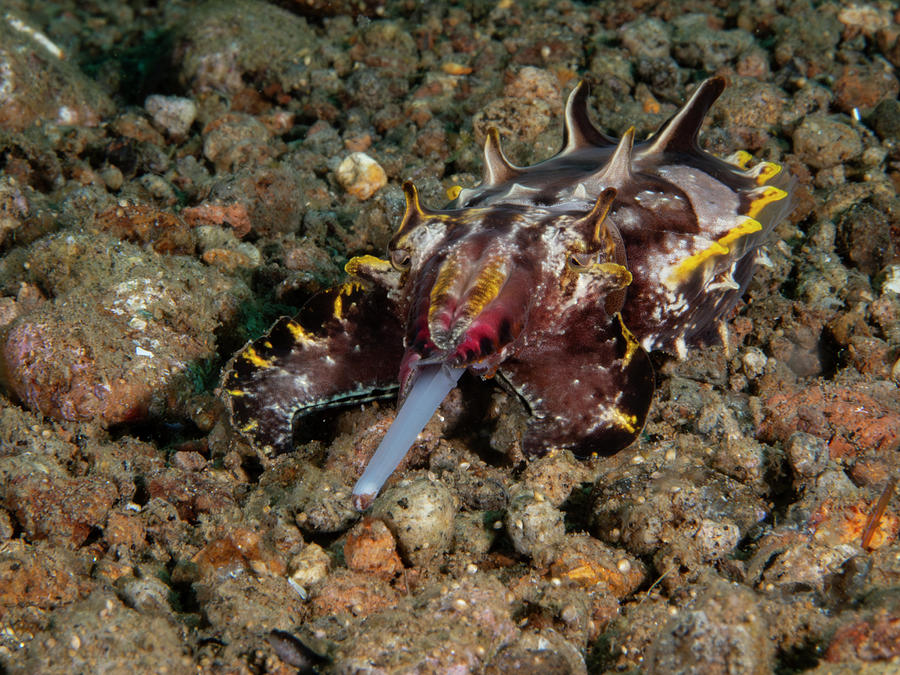 Flamboyant Cuttlefish ready to strike Photograph by Brian Weber