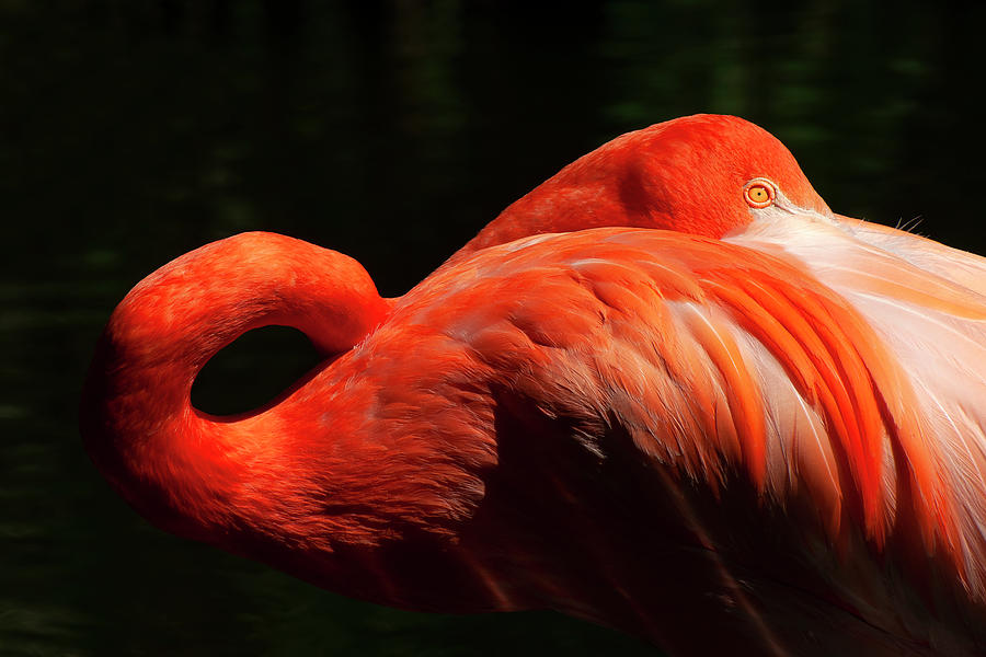 Flamboyant Flamingo Photograph by Louise Tanguay