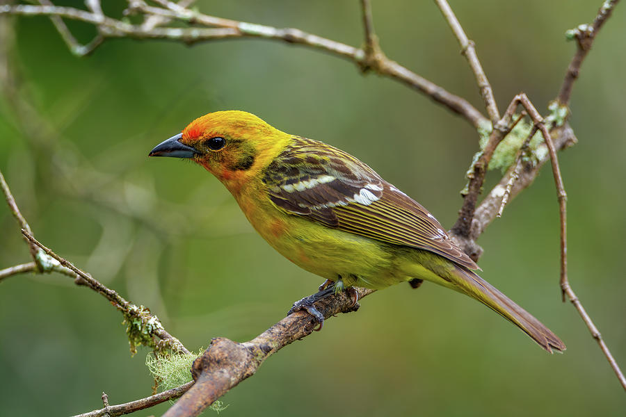Flame Colored Tanager Female Resting On Branch Photograph by Raul Cole