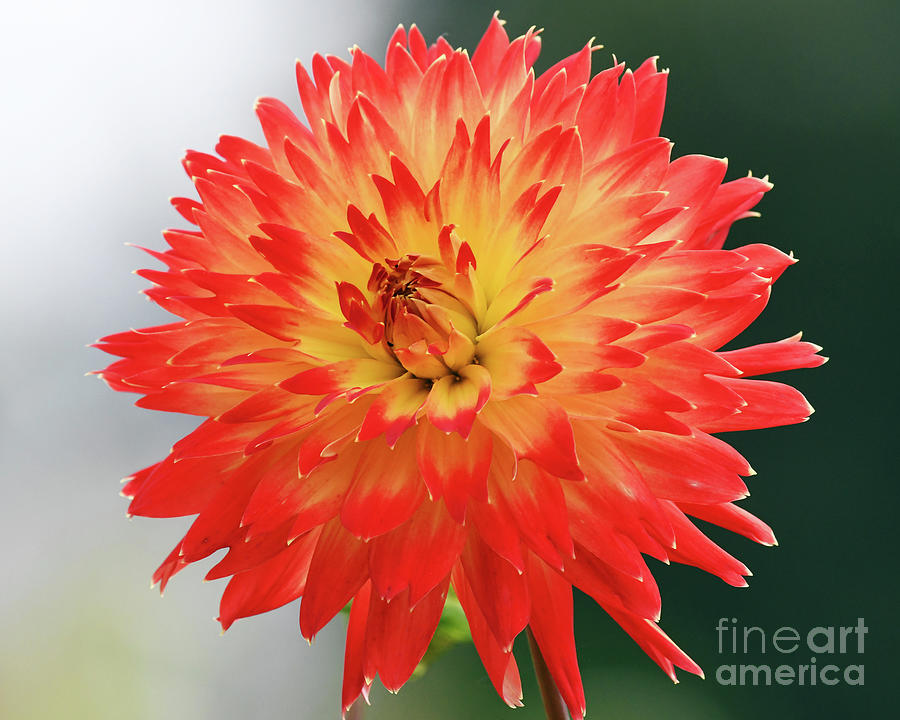 Flame Dahlia Photograph by Kristine Anderson