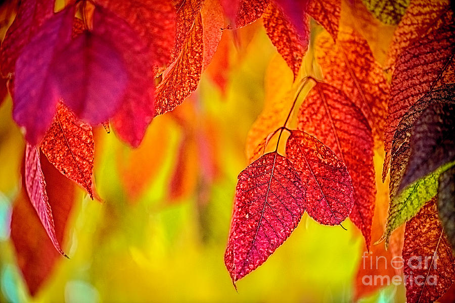 Flame Of Autumn Photograph by Pamela Dunn-Parrish