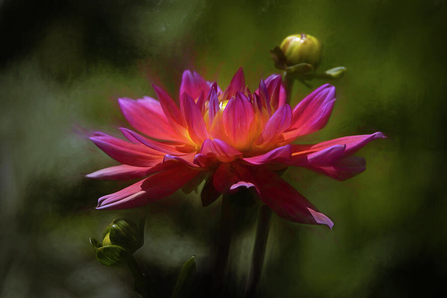 Flame of Serenity Photograph by Dodie Ross Flame of Serenity Photograph by Dodie Ross