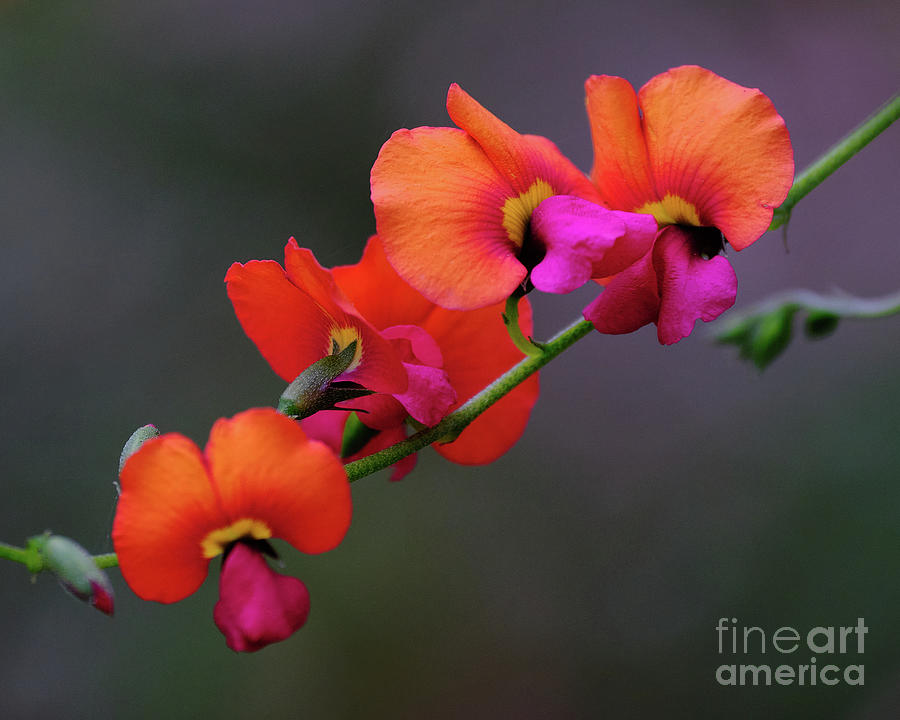 Flame Pea Flowers Photograph by Neil Maclachlan