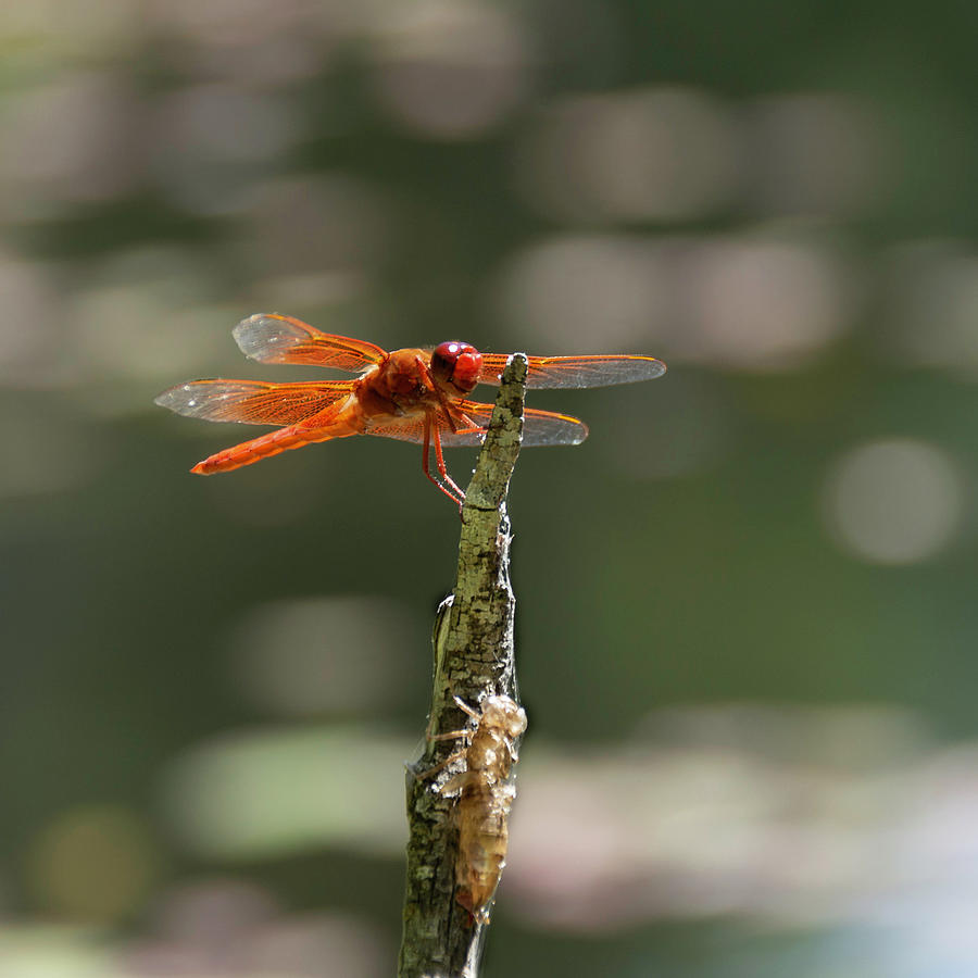 Flame Skimmer Photograph by Betty Depee
