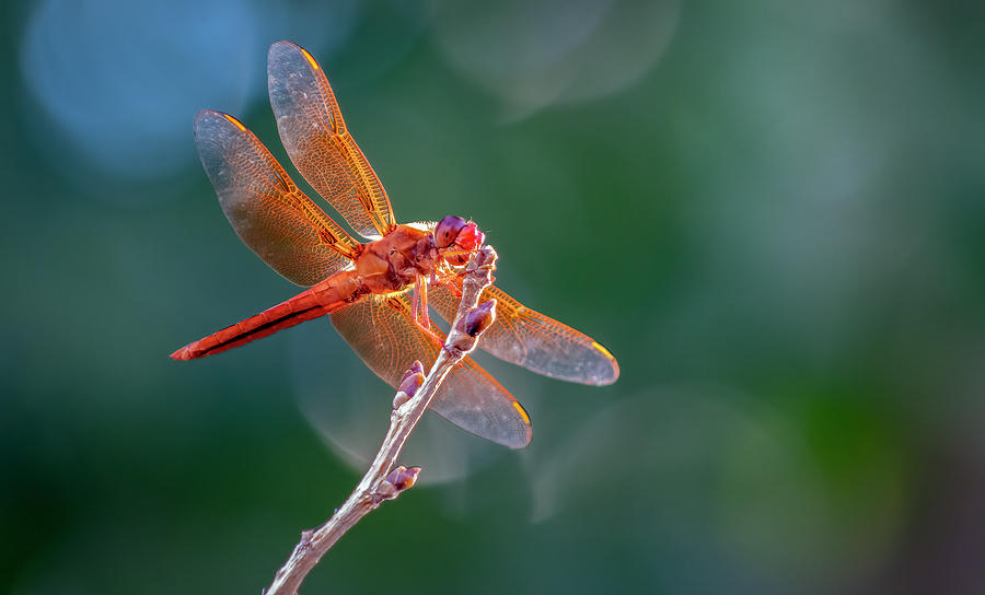 Flame Skimmer Dragonfly 2 Photograph by Rick Mosher