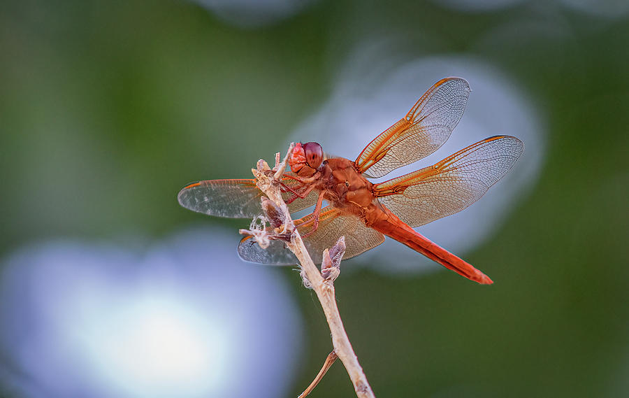 Flame Skimmer Dragonfly 3 Photograph by Rick Mosher