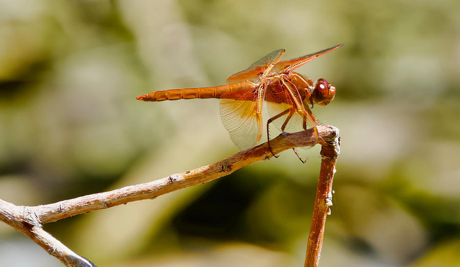 Flame Skimmer Dragonfly, No. 3 Photograph by Robert Leach - Fine Art ...