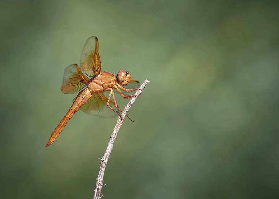 Wildlife Photograph - Flame Skimmer Dragonfly - male by Rosemary Woods Images