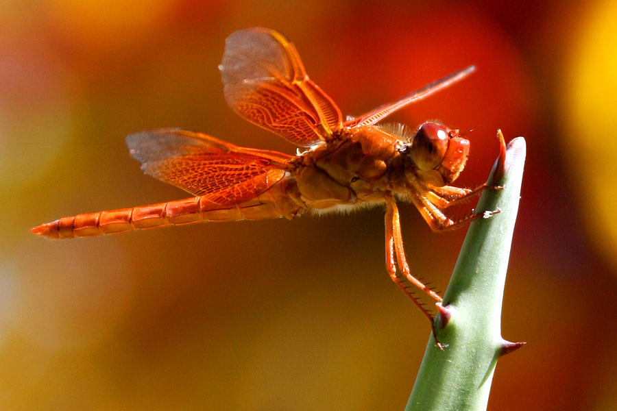 Flame Skimmer on Aloe Photograph by Bonny Puckett