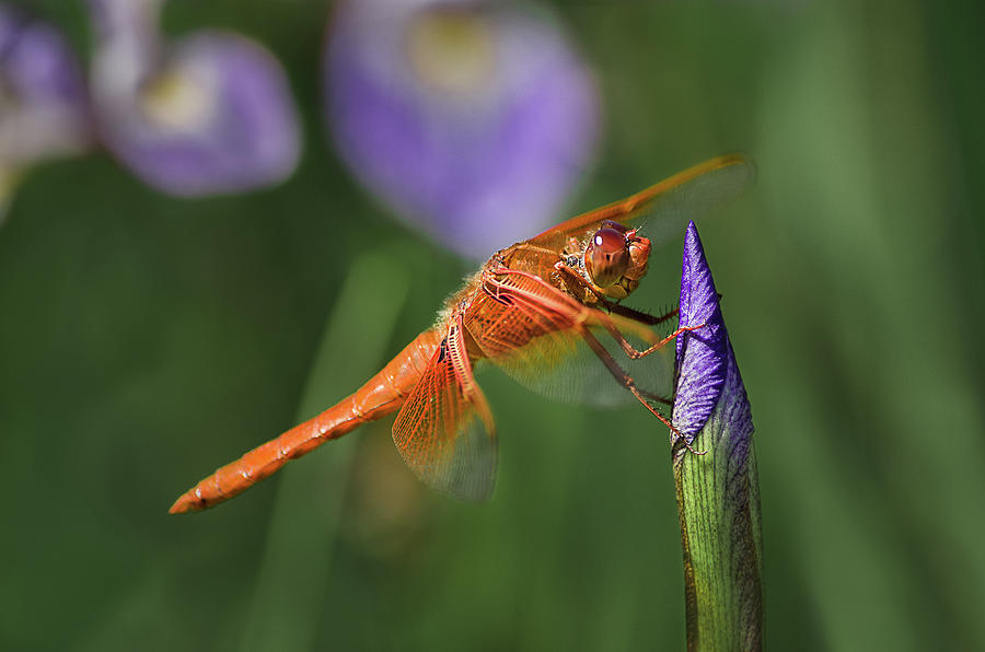 Flame Skimmer on Iris Photograph by Linda Villers