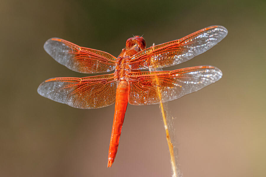 Flame Skimmer Perched Photograph by Morris Finkelstein