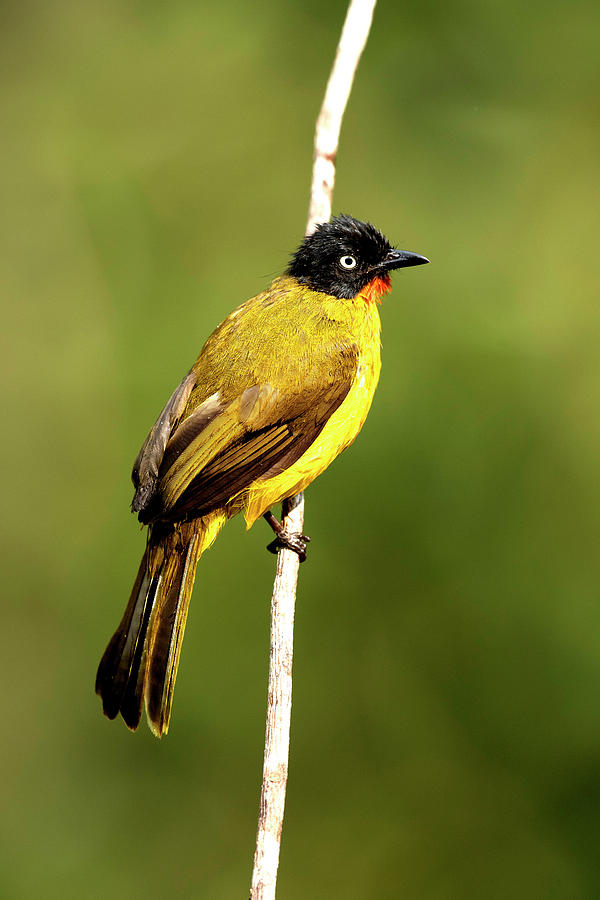 Flame Throated Bulbul, Western Ghats Photograph by Yogesh Bhandarkar ...