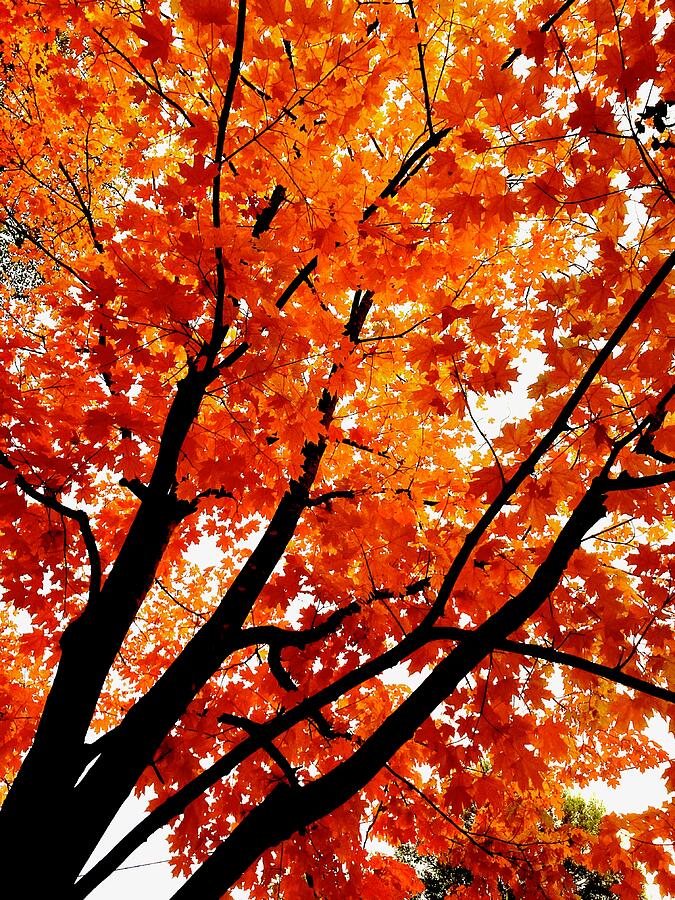 Flame Tree Photograph by Brandon Strellis Flame Tree Photograph by Brandon Strellis