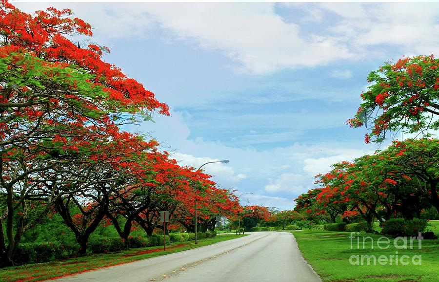 Flame Tree Road, Saipan Photograph by On da Raks