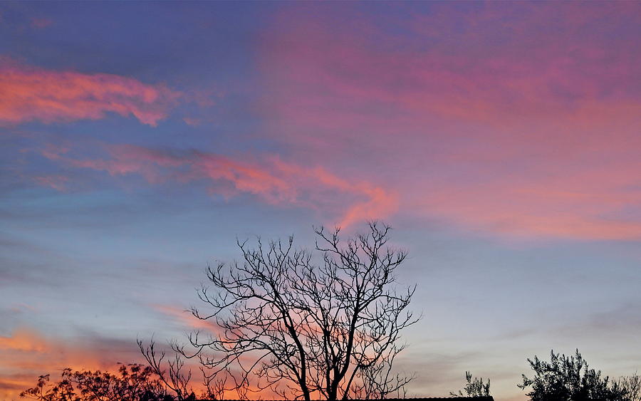 Flame Tree Sunset Photograph
