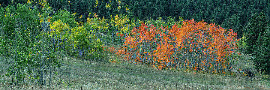 Flaming Aspen Trees Photograph