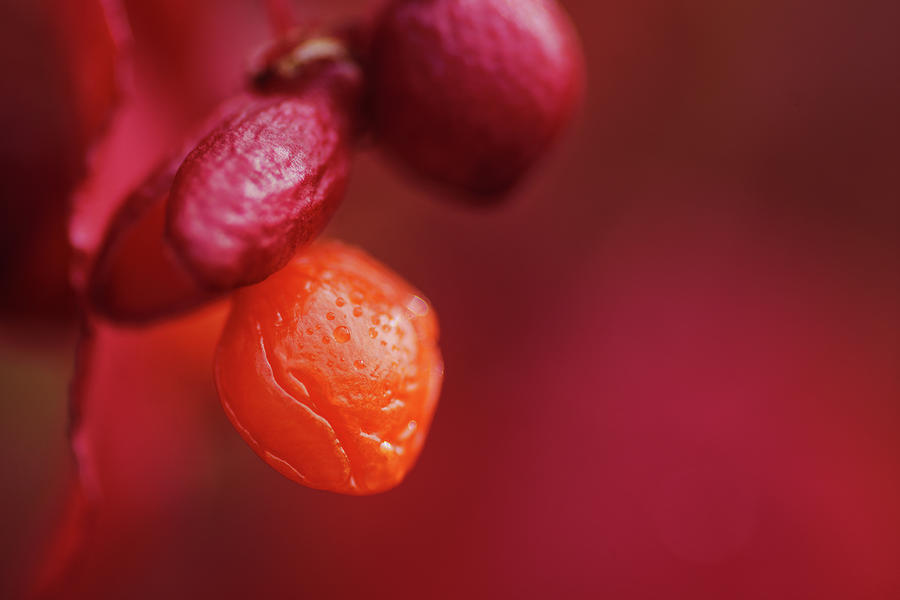 Flaming Bush Berries Photograph by Sue Capuano
