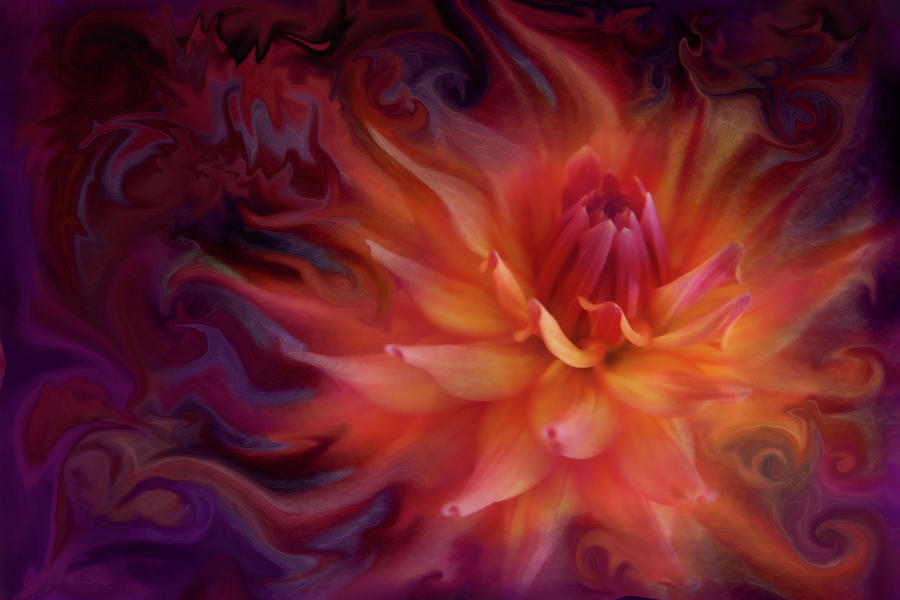 Flaming Dahlia Photograph by Sally Bauer