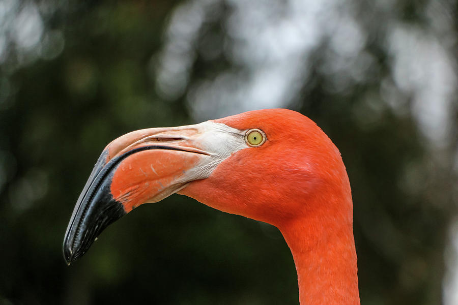 Flaming Flamingo Photograph by Dawn Richards