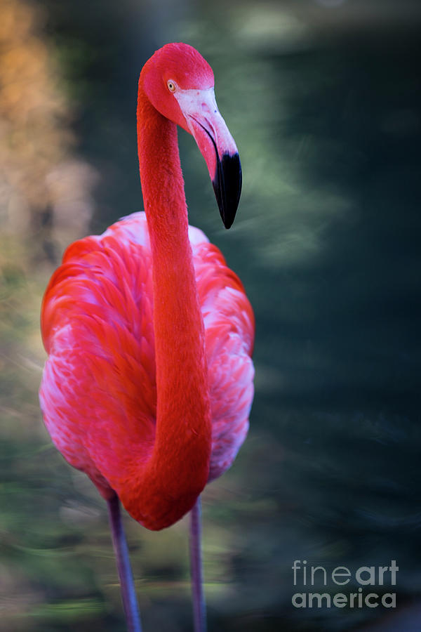 Flaming Flamingo Photograph by Erin Marie Davis