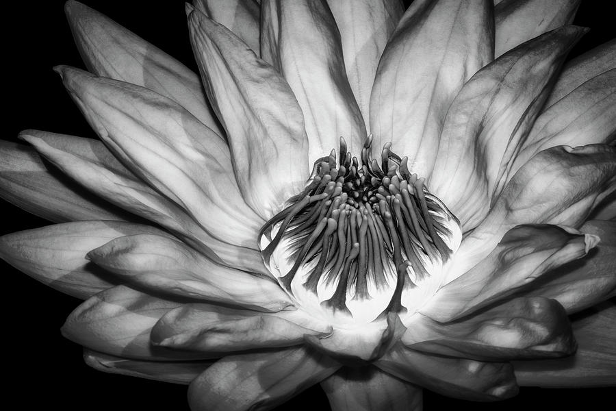 Flaming Heart Waterlily BW Photograph by Susan Candelario