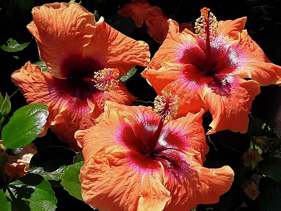 Flaming Hibiscus Photograph by Michele Myers