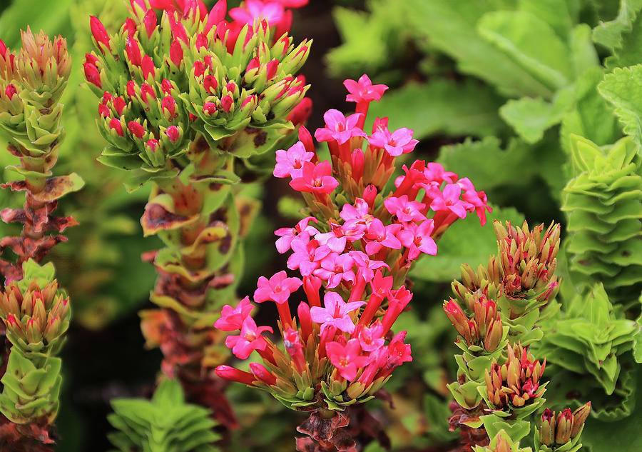 Flaming Katy - Kalanchoe Blossfeldiana Photograph By Michael Peak