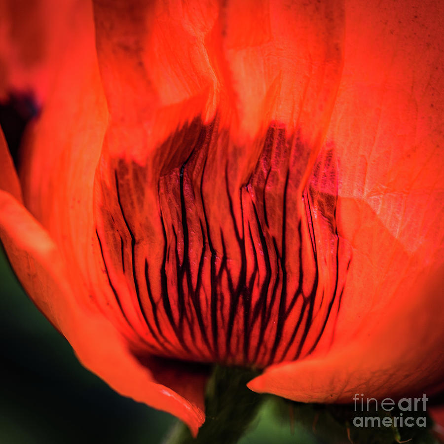 Flaming poppy Photograph by Casper Cammeraat