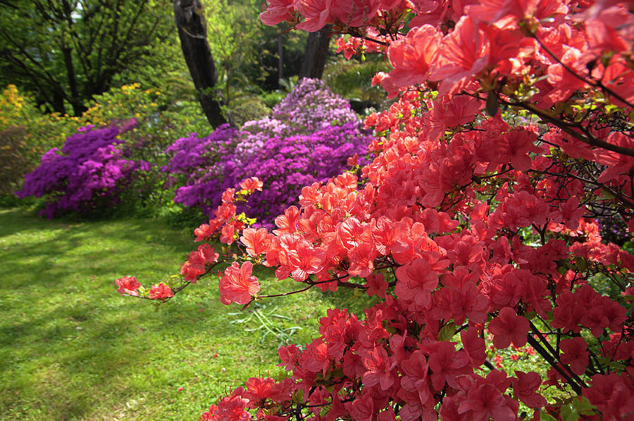 Flaming Red Of Rhododendron Kaempferi Photograph by Jenny Rainbow