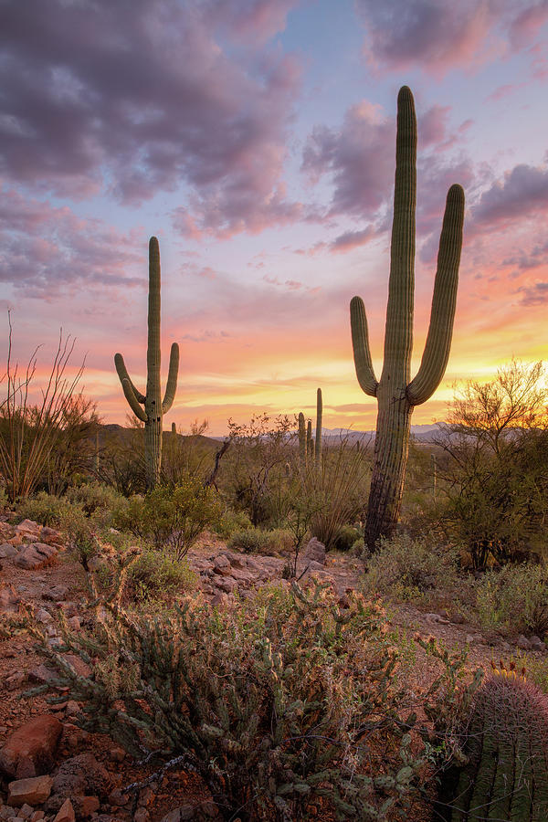 Flaming Sky in Saguaro Forest Photograph by Alex Mironyuk