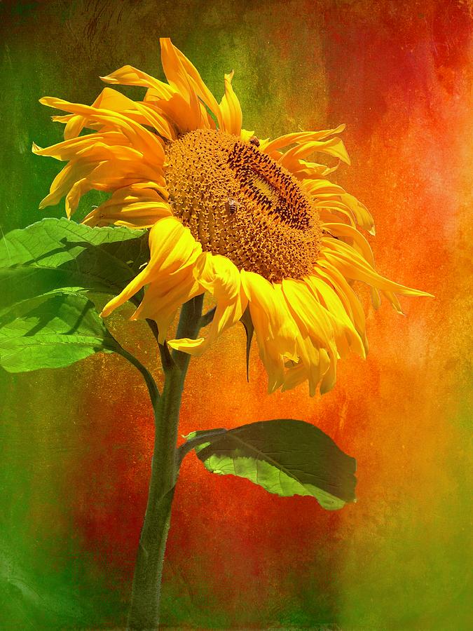 Flaming Sunflower Photograph