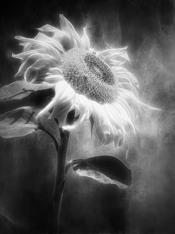 Flaming Sunflower In Bw Photograph